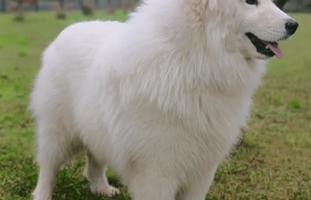 Samoyed piesek 8 miesięcy 3