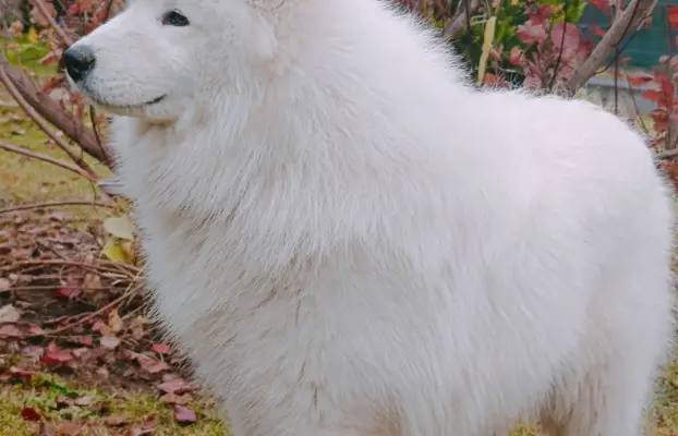 Samoyed piesek 8 miesięcy 4