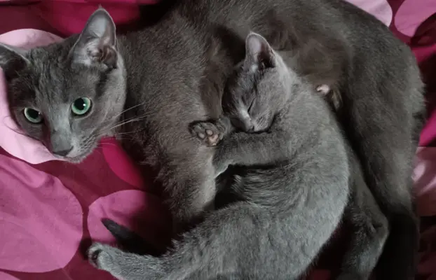 Koteczka, Rosyjski Niebieski rodowód PZF / WCF 2