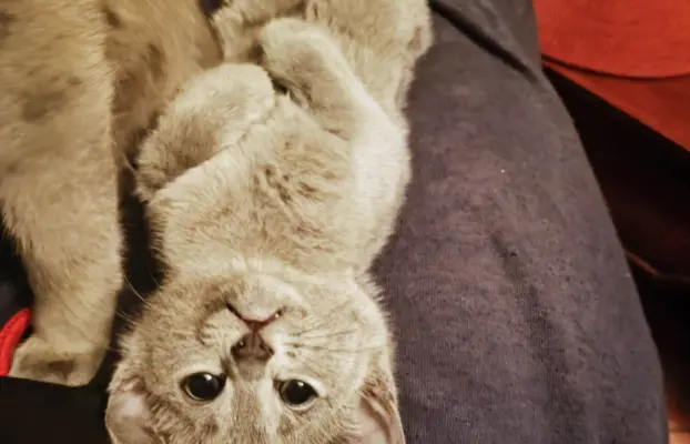 Koteczka, Rosyjski Niebieski rodowód PZF / WCF 3