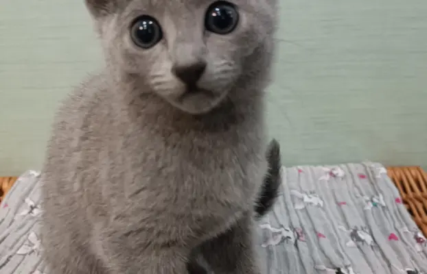 Koteczka, Rosyjski Niebieski rodowód PZF / WCF 1