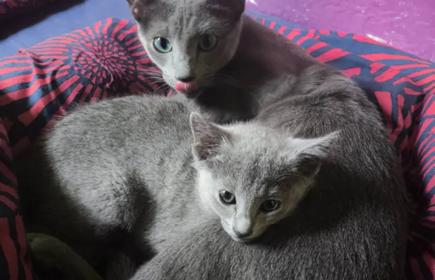 Koteczka, Rosyjski Niebieski rodowód PZF / WCF 4