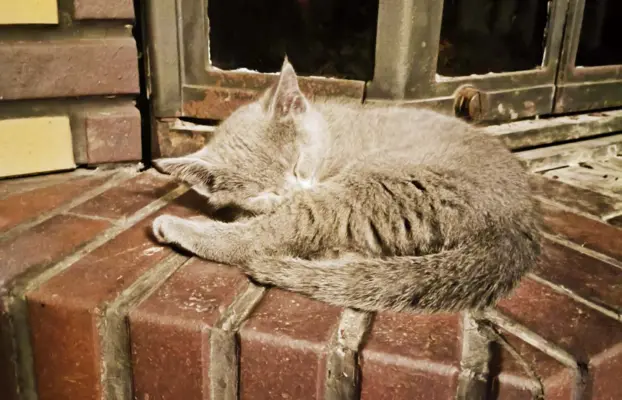 Koteczka, Rosyjski Niebieski rodowód PZF / WCF 5