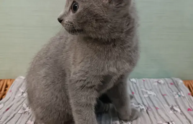 Koteczka, Rosyjski Niebieski rodowód PZF / WCF 6