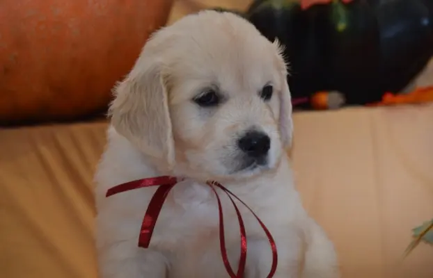 Golden Retriever szczenięta ZKWP FCI 1