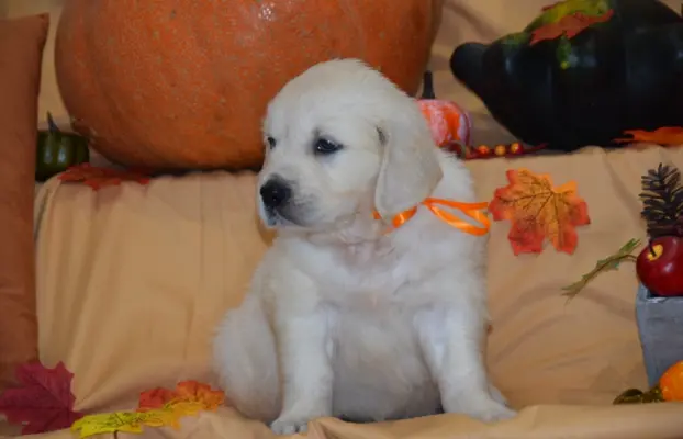 Golden Retriever szczenięta ZKWP FCI 2