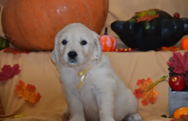 Golden Retriever szczenięta ZKWP FCI 3