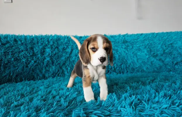 BEAGLE-szczeniaczki po champ., ZKwP/ FCI, mniejsze w typie 2