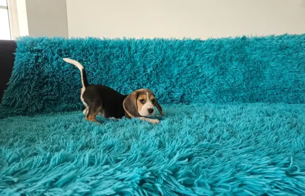 BEAGLE-szczeniaczki po champ., ZKwP/ FCI, mniejsze w typie 3