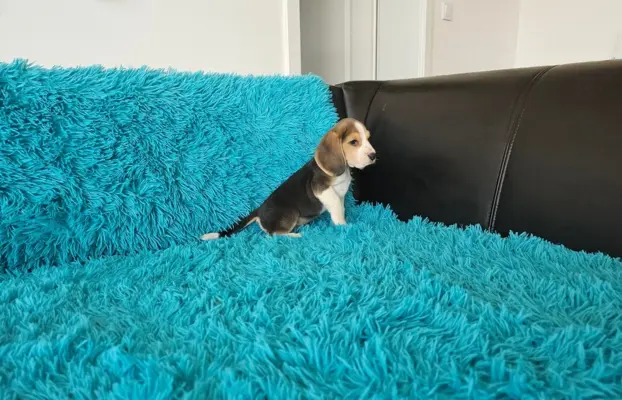 BEAGLE-szczeniaczki po champ., ZKwP/ FCI, mniejsze w typie 4