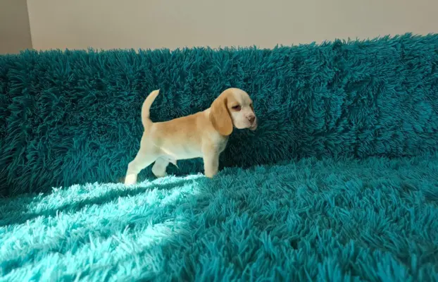 BEAGLE-szczeniaczki po champ., ZKwP/ FCI, mniejsze w typie 5