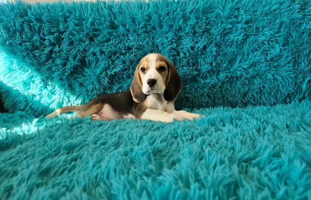 BEAGLE-szczeniaczki po champ., ZKwP/ FCI, mniejsze w typie 1