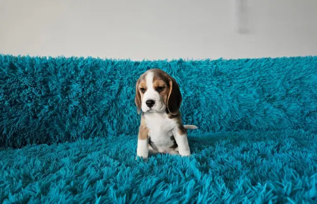 BEAGLE-szczeniaczki po champ., ZKwP/ FCI, mniejsze w typie 6