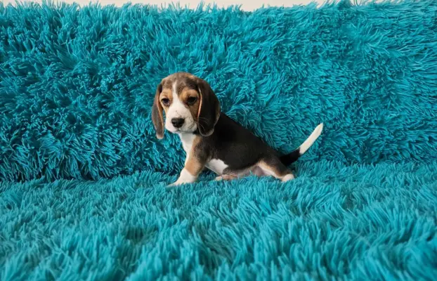 BEAGLE-szczeniaczki po champ., ZKwP/ FCI, mniejsze w typie 7