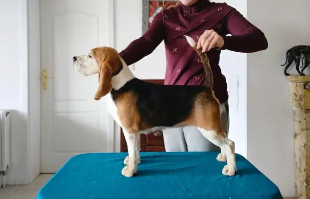 BEAGLE-szczeniaczki po champ., ZKwP/ FCI, mniejsze w typie 9