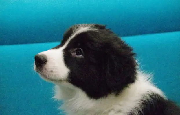 Szczeniaki Border Collie ZKwP FCI 1