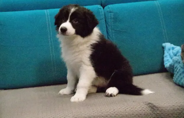Szczeniaki Border Collie ZKwP FCI 2