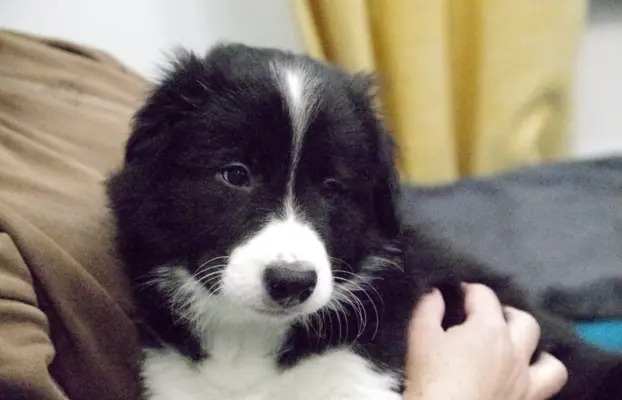 Szczeniaki Border Collie ZKwP FCI 3