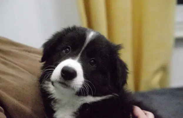 Szczeniaki Border Collie ZKwP FCI 4