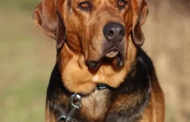 Szczeniak Ogar Polski FCI 1