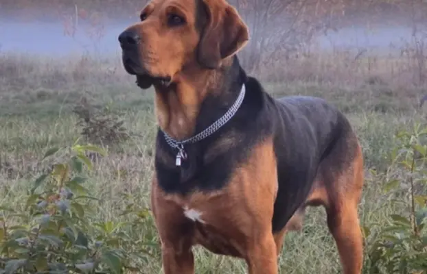 Szczeniak Ogar Polski FCI 2