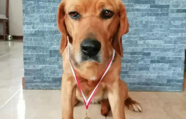 Szczeniak Ogar Polski FCI 3