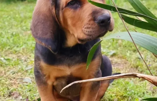 Szczeniak Ogar Polski FCI 4