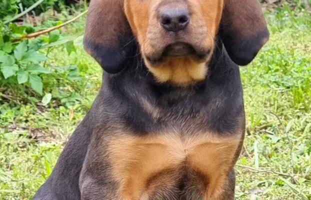 Szczeniak Ogar Polski FCI 5