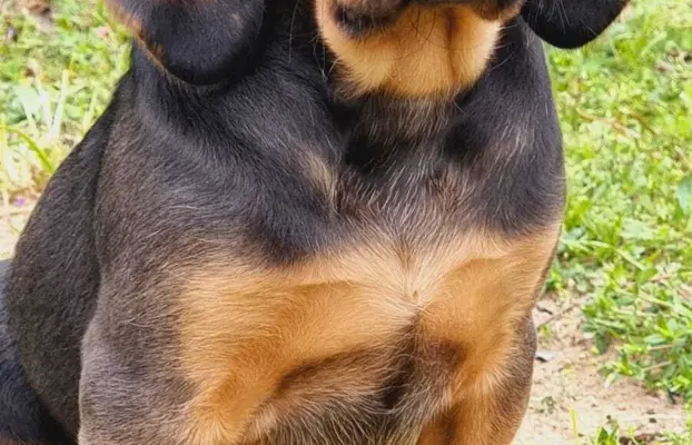 Szczeniak Ogar Polski FCI 6