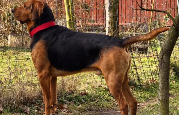 Szczeniak Ogar Polski FCI 7