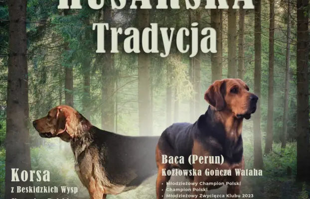 Szczeniak Ogar Polski FCI 8