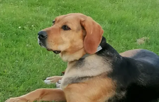 Szczeniak Ogar Polski FCI 9