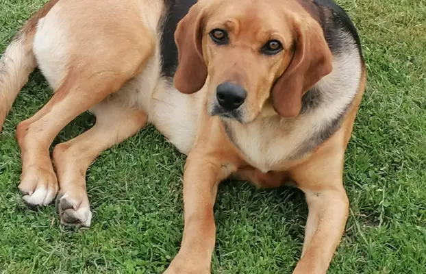 Szczeniak Ogar Polski FCI 10