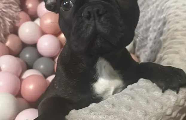 Buldog francuski maleńka sunia 2