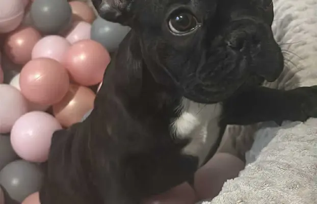 Buldog francuski maleńka sunia 3