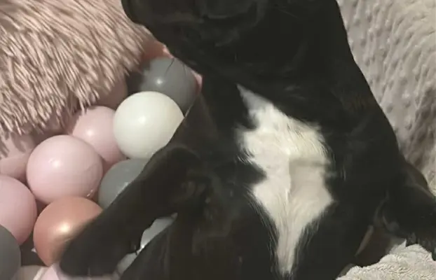 Buldog francuski maleńka sunia 4