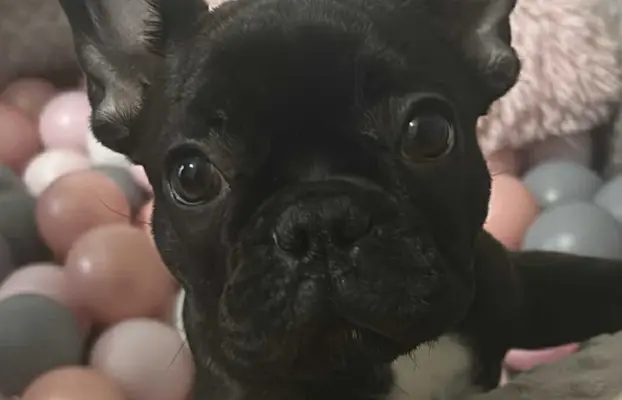 Buldog francuski maleńka sunia 1