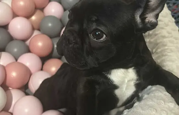 Buldog francuski maleńka sunia 5