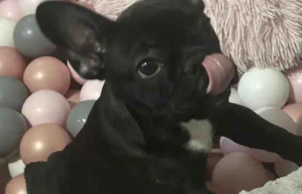 Buldog francuski maleńka sunia 7