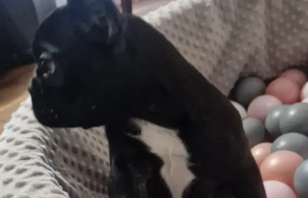 Buldog francuski maleńka sunia 6