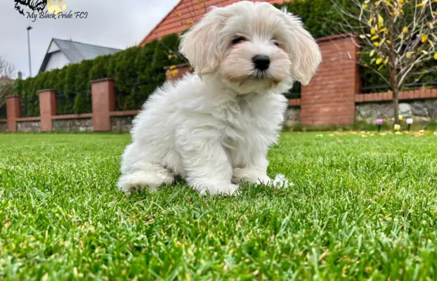 Małe futerka gotowe do odbioru - z metryką ZKwP 1