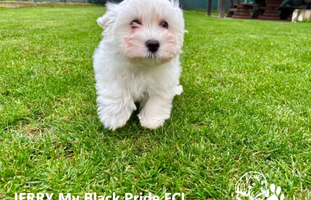 Małe futerka gotowe do odbioru - z metryką ZKwP 2