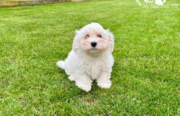 Małe futerka gotowe do odbioru - z metryką ZKwP 3