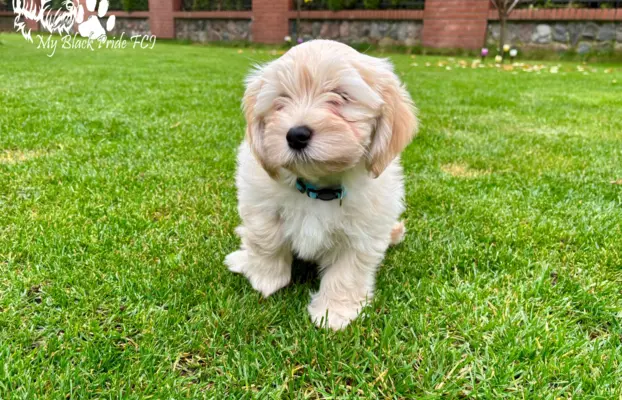 Małe futerka gotowe do odbioru - z metryką ZKwP 4