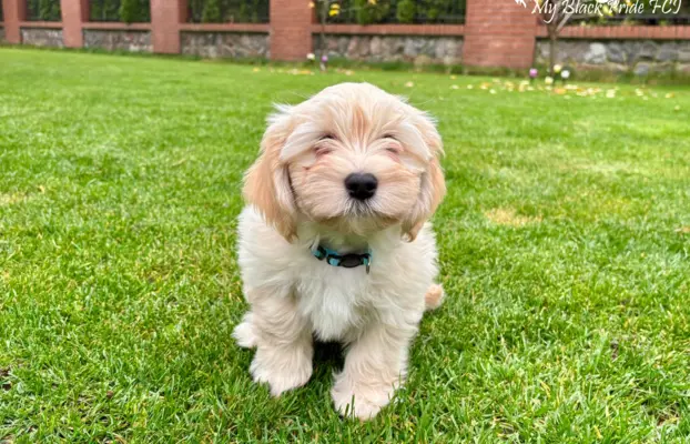 Małe futerka gotowe do odbioru - z metryką ZKwP 5