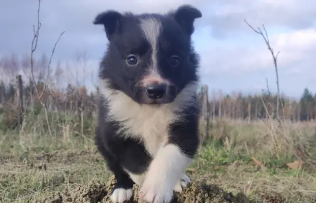 Piękna Rasowa Suczka Border Collie, szczenię z pełną dok. 1