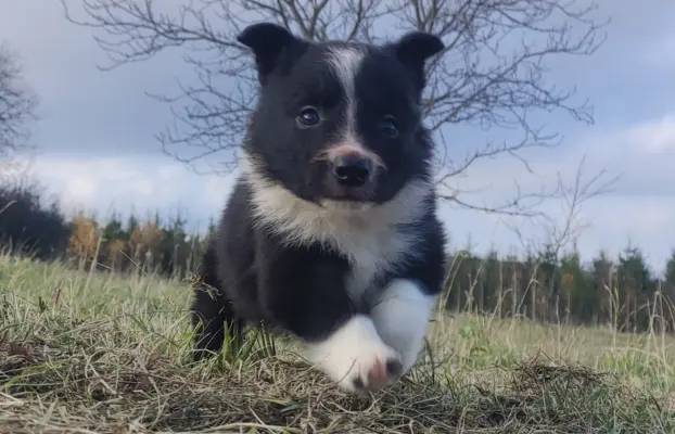 Piękna Rasowa Suczka Border Collie, szczenię z pełną dok. 2