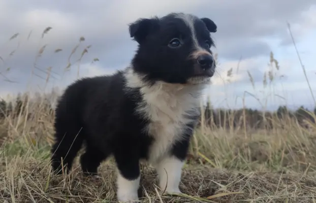 Piękna Rasowa Suczka Border Collie, szczenię z pełną dok. 3
