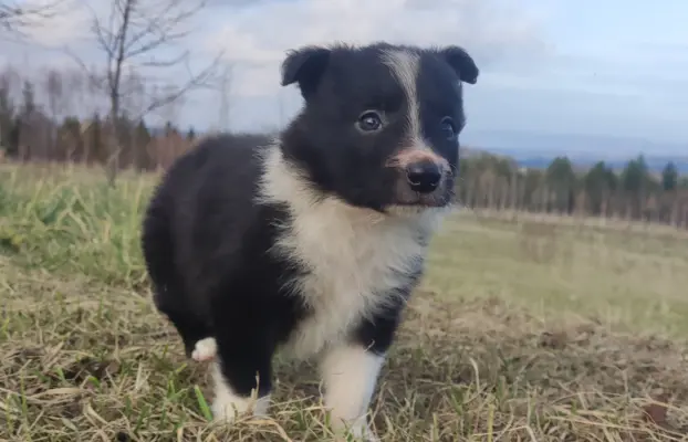 Piękna Rasowa Suczka Border Collie, szczenię z pełną dok. 4
