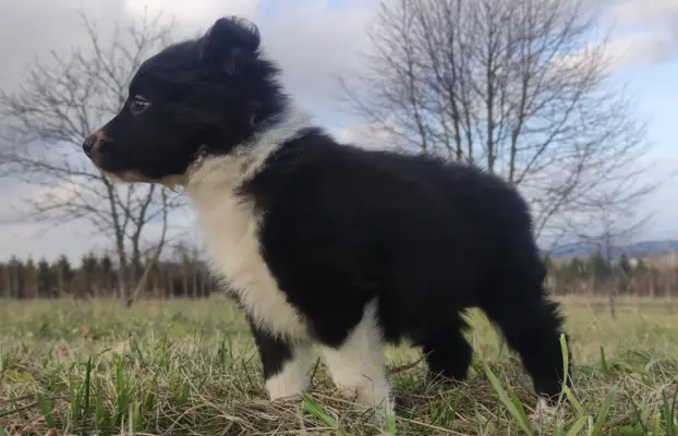Piękna Rasowa Suczka Border Collie, szczenię z pełną dok. 5
